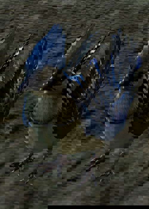 How to speak to animals in Baldur's Gate 3