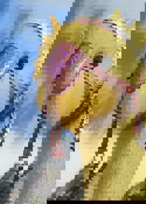 Where to get a Chocobo in every region of Final Fantasy 7 Rebirth