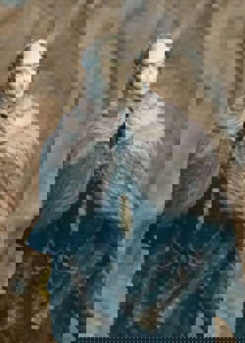 Elden Ring Shadow of the Erdtree: Thiollier & St Trina NPC quest walkthrough