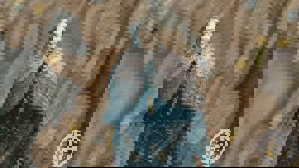 Elden Ring Shadow of the Erdtree: Thiollier & St Trina NPC quest walkthrough