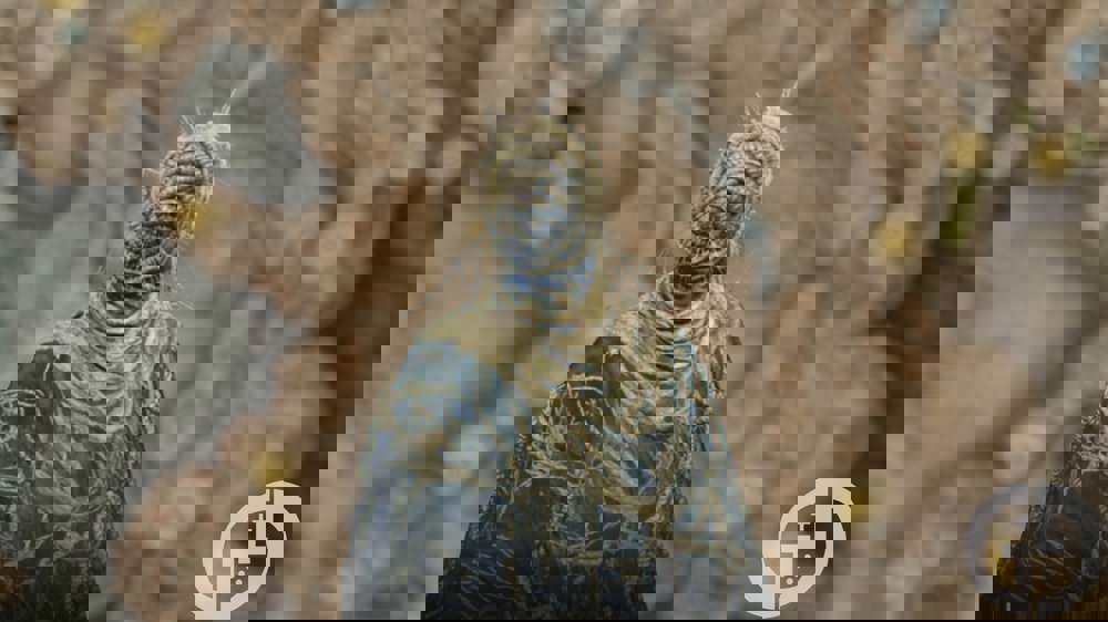 Elden Ring Shadow of the Erdtree: Hornsent NPC quest walkthrough