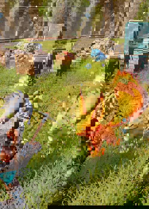 How to get Kindling in Palworld