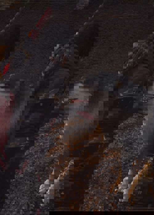 How to pet & interact with Torgal in Final Fantasy 16